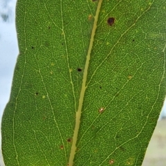 Eucalyptus bridgesiana at QPRC LGA - 16 Jan 2024