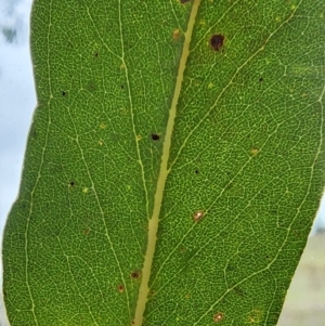 Eucalyptus bridgesiana at QPRC LGA - 16 Jan 2024