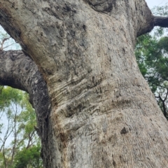 Eucalyptus bridgesiana at QPRC LGA - 16 Jan 2024