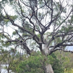 Eucalyptus bridgesiana at QPRC LGA - 16 Jan 2024