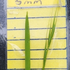 Microlaena stipoides (Weeping Grass) at QPRC LGA - 16 Jan 2024 by Steve818