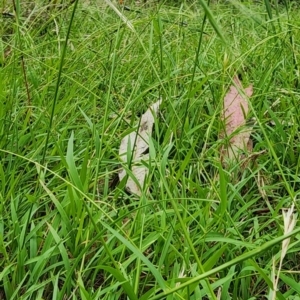 Microlaena stipoides at Googong Foreshore - 16 Jan 2024