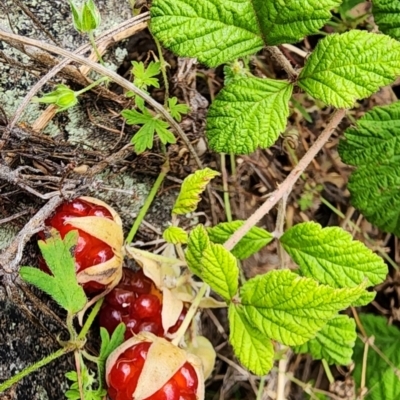 Rubus parvifolius (Native Raspberry) at QPRC LGA - 16 Jan 2024 by Steve818