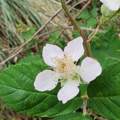 Rubus anglocandicans (Blackberry) at Googong Foreshore - 16 Jan 2024 by Steve818