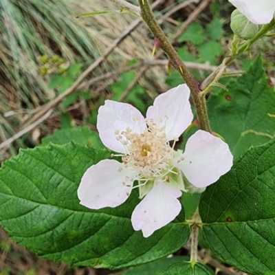 Rubus anglocandicans (Blackberry) at Googong Foreshore - 16 Jan 2024 by Steve818