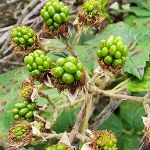 Rubus anglocandicans at QPRC LGA - 16 Jan 2024 12:45 PM