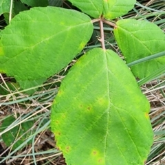 Rubus anglocandicans at QPRC LGA - 16 Jan 2024 12:45 PM