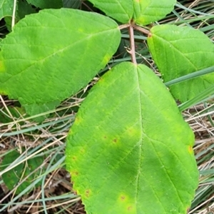 Rubus anglocandicans at QPRC LGA - 16 Jan 2024 12:45 PM