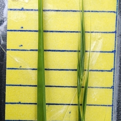Microlaena stipoides (Weeping Grass) at QPRC LGA - 16 Jan 2024 by Steve818