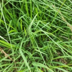 Microlaena stipoides at Googong Foreshore - 16 Jan 2024 12:38 PM