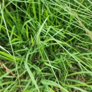 Microlaena stipoides at Googong Foreshore - 16 Jan 2024 12:38 PM