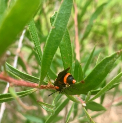 Pterygophorus cinctus (Bottlebrush sawfly) at Giralang, ACT - 16 Jan 2024 by RosD