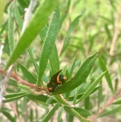 Pterygophorus cinctus at Giralang, ACT - 16 Jan 2024