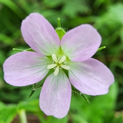 Geranium sp. (Geranium) at Googong, NSW - 16 Jan 2024 by Steve818