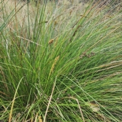 Carex appressa (Tall Sedge) at Googong, NSW - 16 Jan 2024 by Steve818