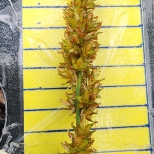 Carex appressa at Googong Foreshore - 16 Jan 2024