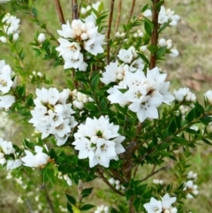 Epacris breviflora (Drumstick Heath) at The Tops at Nurenmerenmong - 7 Dec 2022 by peterchandler