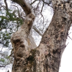 Eucalyptus blakelyi (Blakely's Red Gum) at QPRC LGA - 16 Jan 2024 by Steve818