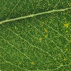 Eucalyptus blakelyi at QPRC LGA - 16 Jan 2024