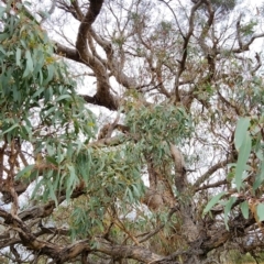 Eucalyptus nortonii (Large-flowered Bundy) at Googong, NSW - 16 Jan 2024 by Steve818