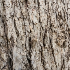 Eucalyptus nortonii at Googong Foreshore - 16 Jan 2024