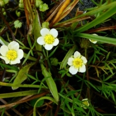 Ranunculus millanii (Dwarf Buttercup) at The Tops at Nurenmerenmong - 17 Dec 2022 by peterchandler