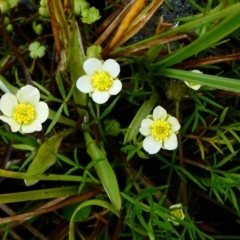 Ranunculus millanii (Dwarf Buttercup) at Nurenmerenmong, NSW - 16 Dec 2022 by peterchandler