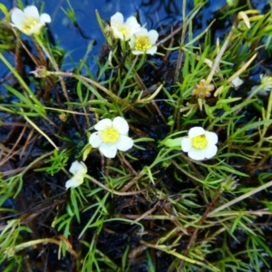 Ranunculus millanii at The Tops at Nurenmerenmong - suppressed