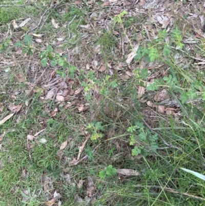 Rosa rubiginosa (Sweet Briar, Eglantine) at Aranda Bushland - 16 Jan 2024 by lbradley