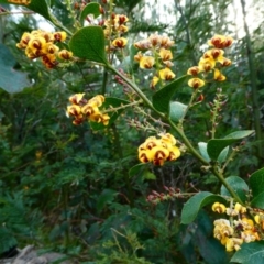 Daviesia latifolia (Hop Bitter-Pea) at Nurenmerenmong, NSW - 7 Dec 2022 by peterchandler