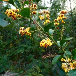 Daviesia latifolia at The Tops at Nurenmerenmong - suppressed