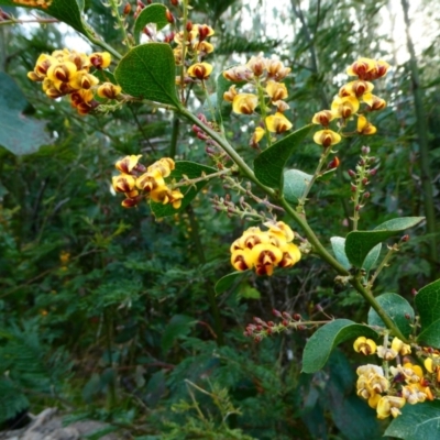 Daviesia latifolia (Hop Bitter-Pea) at The Tops at Nurenmerenmong - 7 Dec 2022 by peterchandler