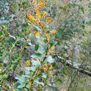 Daviesia latifolia at The Tops at Nurenmerenmong - suppressed