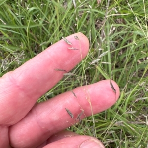 Eragrostis brownii at Cook, ACT - 16 Jan 2024 04:26 PM