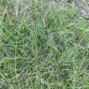 Eragrostis brownii at Cook, ACT - 16 Jan 2024