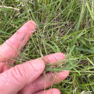 Eragrostis brownii at Cook, ACT - 16 Jan 2024 04:26 PM