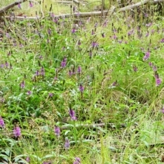 Cullen microcephalum (Dusky Scurf-pea) at Nurenmerenmong, NSW - 18 Jan 2023 by peterchandler