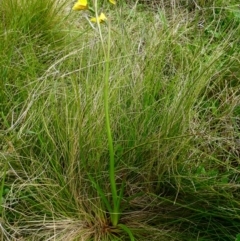 Diuris monticola (Highland Golden Moths) at The Tops at Nurenmerenmong - 7 Dec 2022 by peterchandler