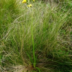 Diuris monticola (Highland Golden Moths) at Nurenmerenmong, NSW - 6 Dec 2022 by peterchandler