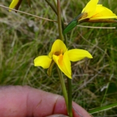 Diuris monticola at The Tops at Nurenmerenmong - 7 Dec 2022