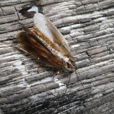 Johnrehnia contraria (Cockroach) at Charleys Forest, NSW - 15 Jan 2024 by arjay