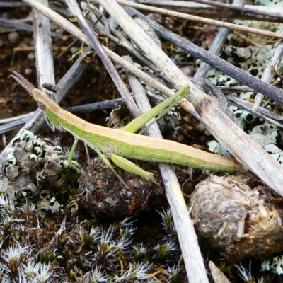 Keyacris scurra (Key's Matchstick Grasshopper) at Nurenmerenmong, NSW - 19 Jan 2023 by peterchandler