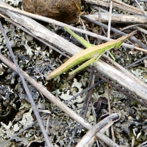 Keyacris scurra at The Tops at Nurenmerenmong - suppressed