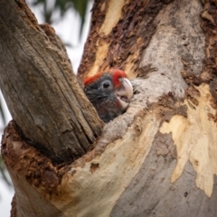 Callocephalon fimbriatum (Gang-gang Cockatoo) at Hackett, ACT - 15 Jan 2024 by trevsci