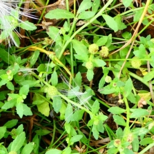 Centipeda elatinoides at The Tops at Nurenmerenmong - suppressed