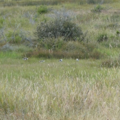 Vanellus miles (Masked Lapwing) at The Tops at Nurenmerenmong - 13 Feb 2023 by peterchandler