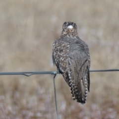 Cacomantis pallidus (Pallid Cuckoo) at Nurenmerenmong, NSW - 28 Sep 2023 by peterchandler