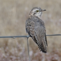 Cacomantis pallidus at The Tops at Nurenmerenmong - suppressed