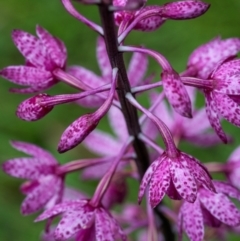 Dipodium punctatum (Blotched Hyacinth Orchid) at Campbell, ACT - 15 Jan 2024 by trevsci