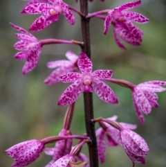 Dipodium punctatum at Mount Ainslie - 15 Jan 2024